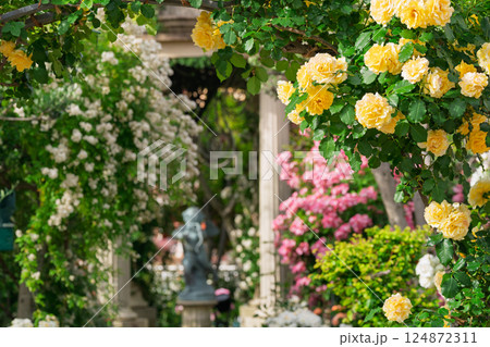 一般公開されているひらかたパークで見頃を迎えた綺麗なバラを撮影 一般公開されているひらかたパークで見頃を迎えた綺麗なバラを撮影 124872311