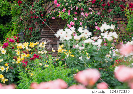 一般公開されているひらかたパークで見頃を迎えた綺麗なバラを撮影 一般公開されているひらかたパークで見頃を迎えた綺麗なバラを撮影 124872329