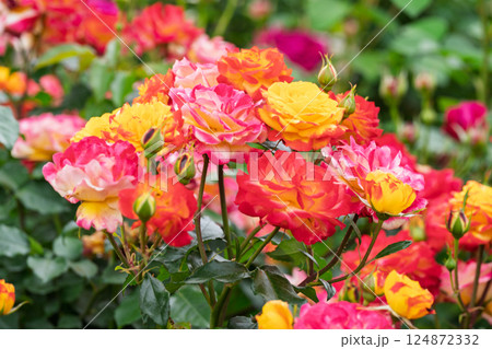 一般公開されているひらかたパークで見頃を迎えた綺麗なバラを撮影 一般公開されているひらかたパークで見頃を迎えた綺麗なバラを撮影 124872332