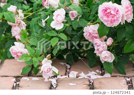 一般公開されているひらかたパークで見頃を迎えた綺麗なバラを撮影 一般公開されているひらかたパークで見頃を迎えた綺麗なバラを撮影 124872341