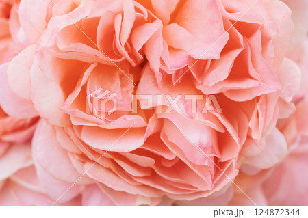 一般公開されているひらかたパークで見頃を迎えた綺麗なバラを撮影 124872344