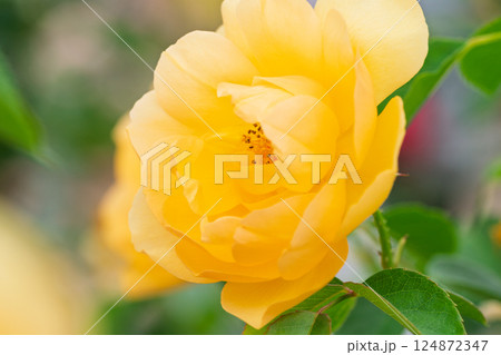 一般公開されているひらかたパークで見頃を迎えた綺麗なバラを撮影 一般公開されているひらかたパークで見頃を迎えた綺麗なバラを撮影 124872347