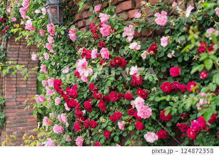 一般公開されているひらかたパークで見頃を迎えた綺麗なバラを撮影 124872358