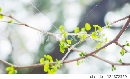 初々しいイチョウの新芽 124872359