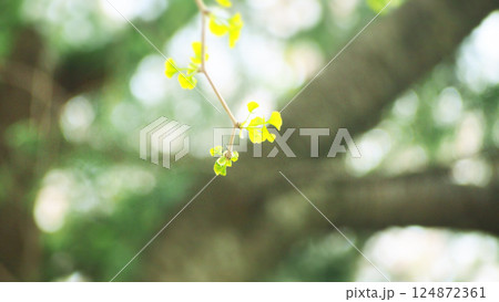 初々しいイチョウの新芽 初々しいイチョウの新芽 124872361