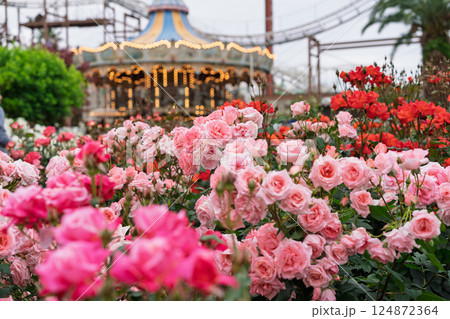 一般公開されているひらかたパークで見頃を迎えた綺麗なバラを撮影 124872364