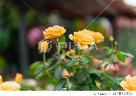 一般公開されているひらかたパークで見頃を迎えた綺麗なバラを撮影 124872376