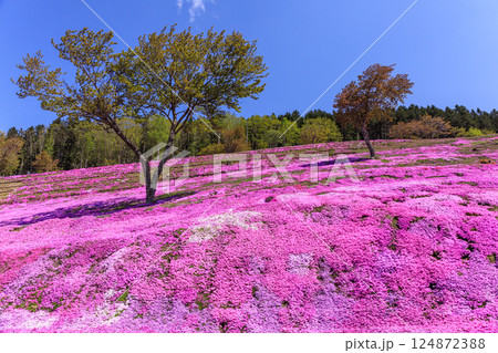 北海道滝上町、日本一の芝桜の群落が夢の世界へと誘う、芝ざくら滝上公園【5月】 124872388