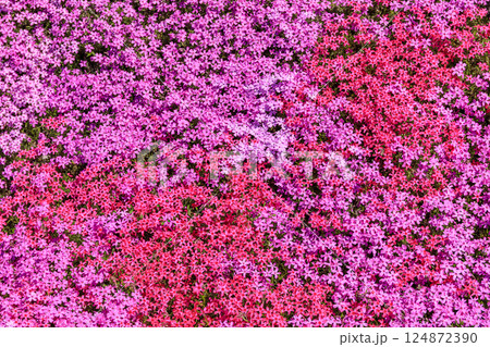 北海道滝上町、日本一の芝桜の群落が夢の世界へと誘う、芝ざくら滝上公園【5月】 124872390