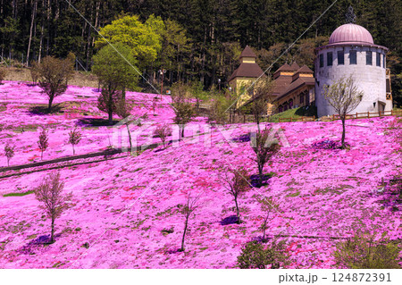 北海道滝上町、日本一の芝桜の群落が夢の世界へと誘う、芝ざくら滝上公園【5月】 北海道滝上町、日本一の芝桜の群落が夢の世界へと誘う、芝ざくら滝上公園【5月】 124872391