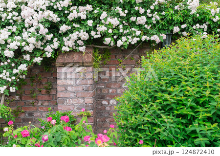 一般公開されているひらかたパークで見頃を迎えた綺麗なバラを撮影 一般公開されているひらかたパークで見頃を迎えた綺麗なバラを撮影 124872410