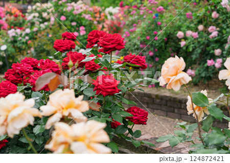 一般公開されているひらかたパークで見頃を迎えた綺麗なバラを撮影 124872421