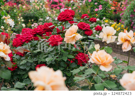 一般公開されているひらかたパークで見頃を迎えた綺麗なバラを撮影 一般公開されているひらかたパークで見頃を迎えた綺麗なバラを撮影 124872423