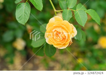 一般公開されているひらかたパークで見頃を迎えた綺麗なバラを撮影 124872424