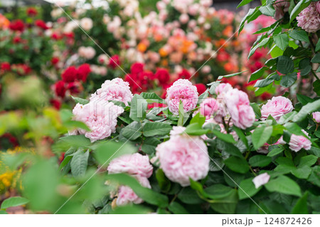 一般公開されているひらかたパークで見頃を迎えた綺麗なバラを撮影 124872426