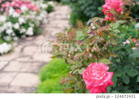 一般公開されているひらかたパークで見頃を迎えた綺麗なバラを撮影 124872431