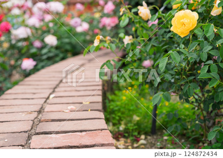 一般公開されているひらかたパークで見頃を迎えた綺麗なバラを撮影 124872434