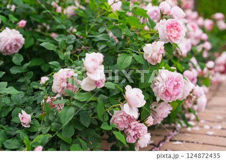 一般公開されているひらかたパークで見頃を迎えた綺麗なバラを撮影 124872435
