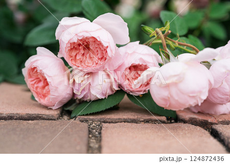 一般公開されているひらかたパークで見頃を迎えた綺麗なバラを撮影 124872436