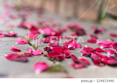 一般公開されているひらかたパークで見頃を迎えた綺麗なバラを撮影 一般公開されているひらかたパークで見頃を迎えた綺麗なバラを撮影 124872440