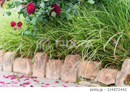 一般公開されているひらかたパークで見頃を迎えた綺麗なバラを撮影 124872442