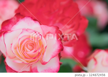 一般公開されているひらかたパークで見頃を迎えた綺麗なバラを撮影 124872456