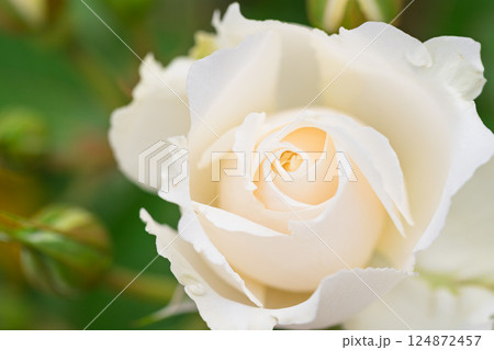 一般公開されているひらかたパークで見頃を迎えた綺麗なバラを撮影 124872457