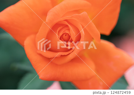 一般公開されているひらかたパークで見頃を迎えた綺麗なバラを撮影 一般公開されているひらかたパークで見頃を迎えた綺麗なバラを撮影 124872459