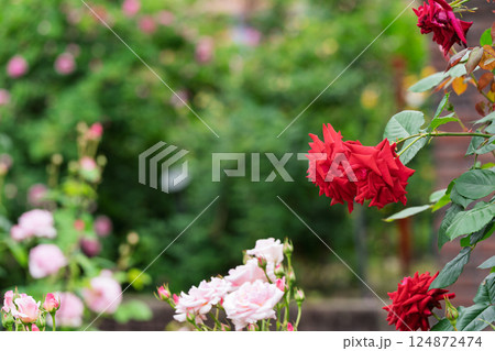 一般公開されているひらかたパークで見頃を迎えた綺麗なバラを撮影 124872474