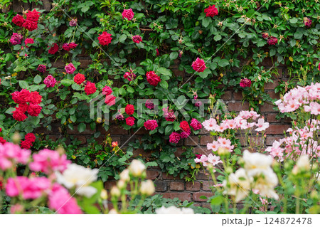 一般公開されているひらかたパークで見頃を迎えた綺麗なバラを撮影 124872478