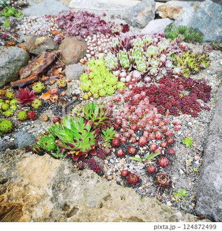 多肉植物　寄せ植え 124872499