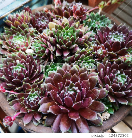 多肉植物　センペルビウム 124872502