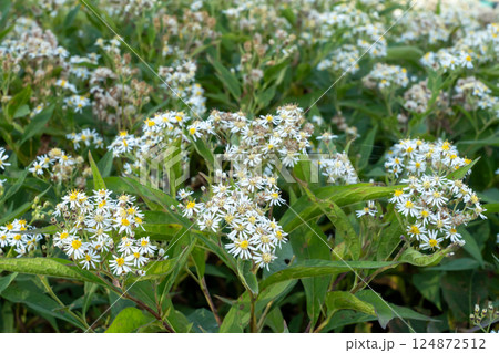 夏の高原に咲く白い花 124872512