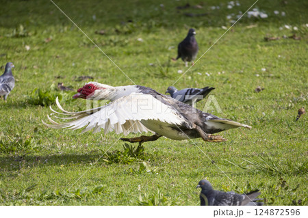 Muscovy duck landing on grass field with pigeons watching 124872596