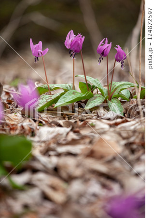 可憐な春の妖精カタクリの花14 可憐な春の妖精カタクリの花14 124872597