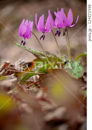 可憐な春の妖精カタクリの花27 124872598