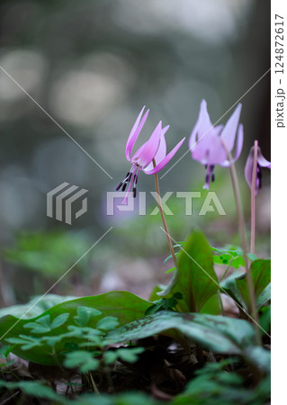 可憐な春の妖精カタクリの花9 可憐な春の妖精カタクリの花9 124872617