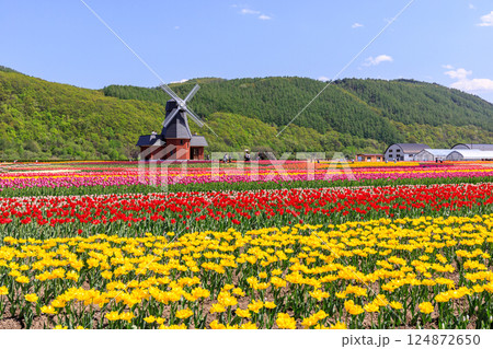 北海道湧別町、70万本のチューリップが咲き誇るかみゆうべつチューリップ公園【5月】 124872650