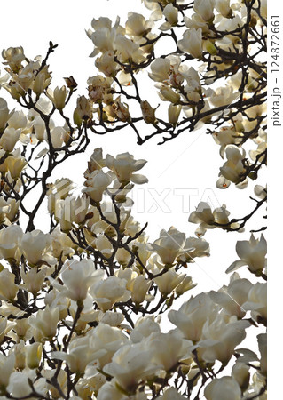 満開のハクモクレンの花 満開のハクモクレンの花 124872661
