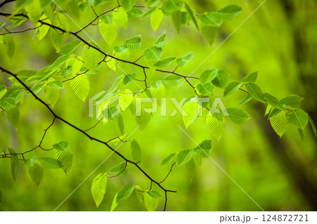 爽やかな緑美しい若葉12 124872721