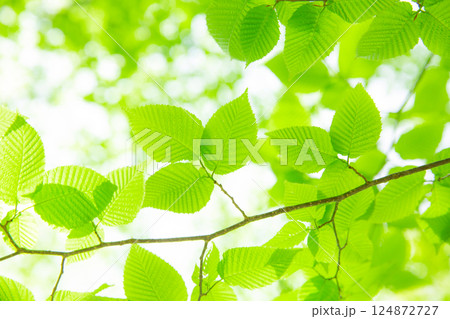 爽やかな緑美しい若葉6 124872727