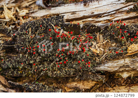 small red mushrooms on tree trunk. vegetation in forest of kazakhstan small red mushrooms on tree trunk. vegetation in forest of kazakhstan 124872799