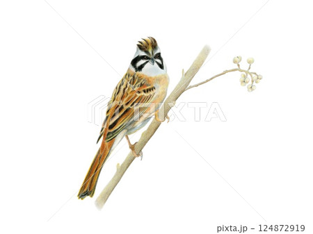 冠羽をたて警戒している様子のホオジロ 124872919