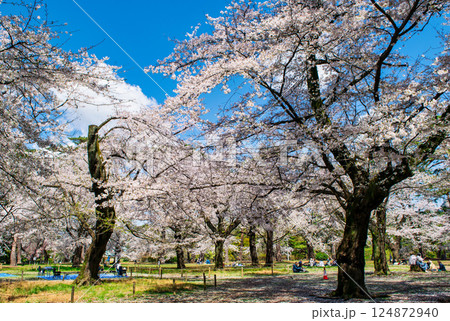 埼玉県 さいたま市 大宮公園 満開の桜 埼玉県 さいたま市 大宮公園 満開の桜 124872940