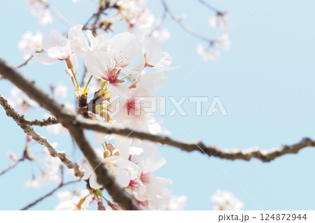 延命公園(福岡県大牟田市)の満開の桜 延命公園(福岡県大牟田市)の満開の桜 124872944