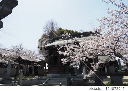 神社と桜の春景色 神社と桜の春景色 124872945