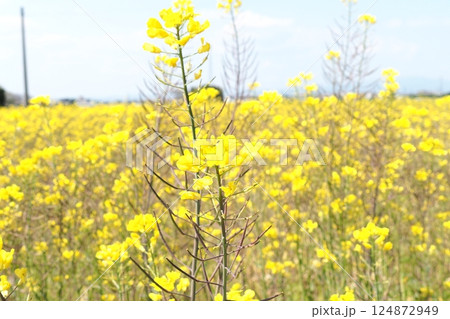 春の訪れ 一面の菜の花 春の訪れ 一面の菜の花 124872949