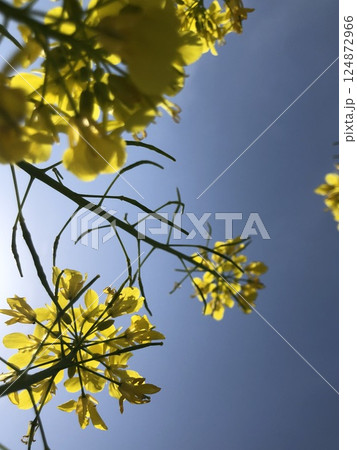 菜の花 124872966