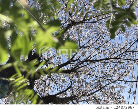 桜の思い出 124872967