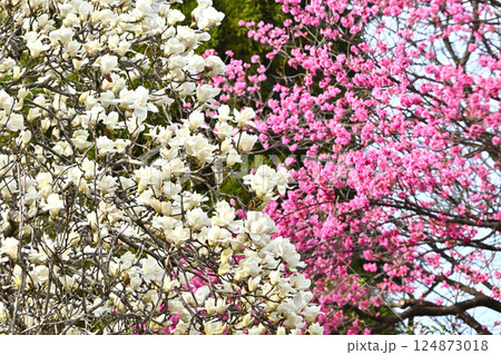 満開のハクモクレンと桜　白木蓮と平七桜 124873018